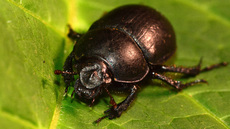 Waldmistkäfer (1).jpg